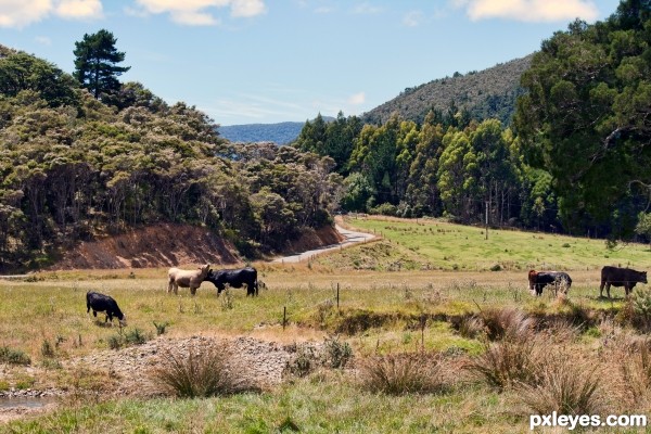 cow country